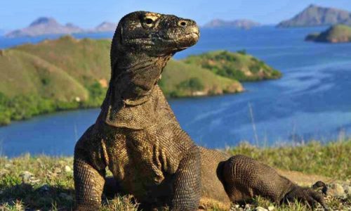 Pulau Komodo siap menyambutmu dengan keajaiban