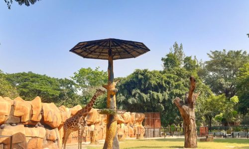 Kapan Terakhir Kali Kamu ke Kebun Binatang Surabaya?
